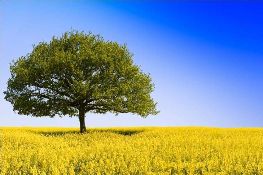 Sách luận bàn về cuộc sống nghịch lý của chúng ta, những thứ mà chúng ta chấp nhận như là "tự nhiên". Hãy dừng một nhịp và nghĩ xem có thật những thứ ấy "tự nhiên" không?