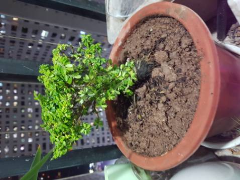 Nhận được cây khá ok. Đợi xem có sống không?