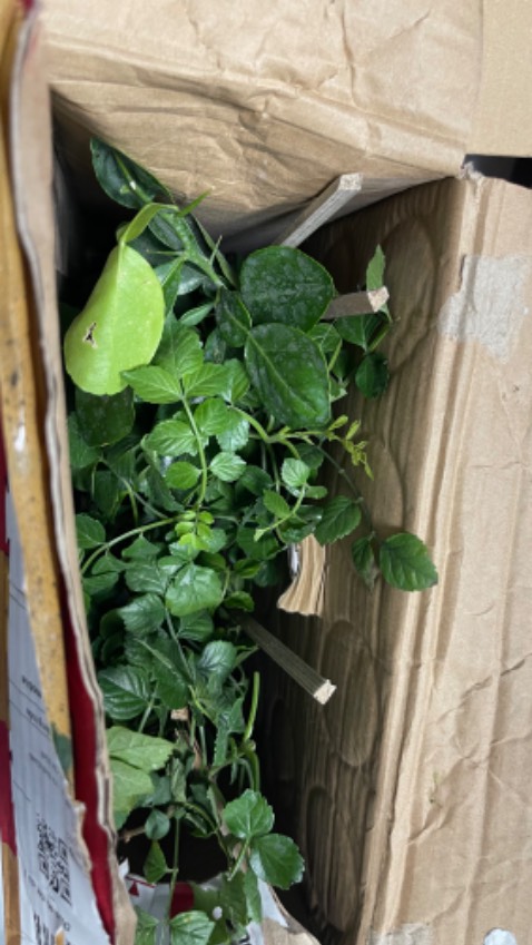 Giao hàng nhanh, cây xanh tươi, đóng gói cẩn thận