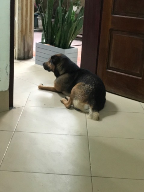 *** rất thích. *** cộc thích, *** poodle k mê lắm. *** rất thích. *** cộc thích, *** poodle k mê lắm.