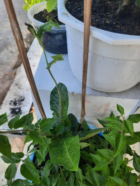 Thời gian giao hàng nhanh, đóng gói cẩn thận, đến nơi cây vẫn còn tươi xanh. Tuy nhiên cây hơi nhỏ không biết khi nào mới có hoa nhưng vẫn đánh giá 5 sao. Hy vọng cây sẽ phát triển tốt cho ra hoa đẹp.