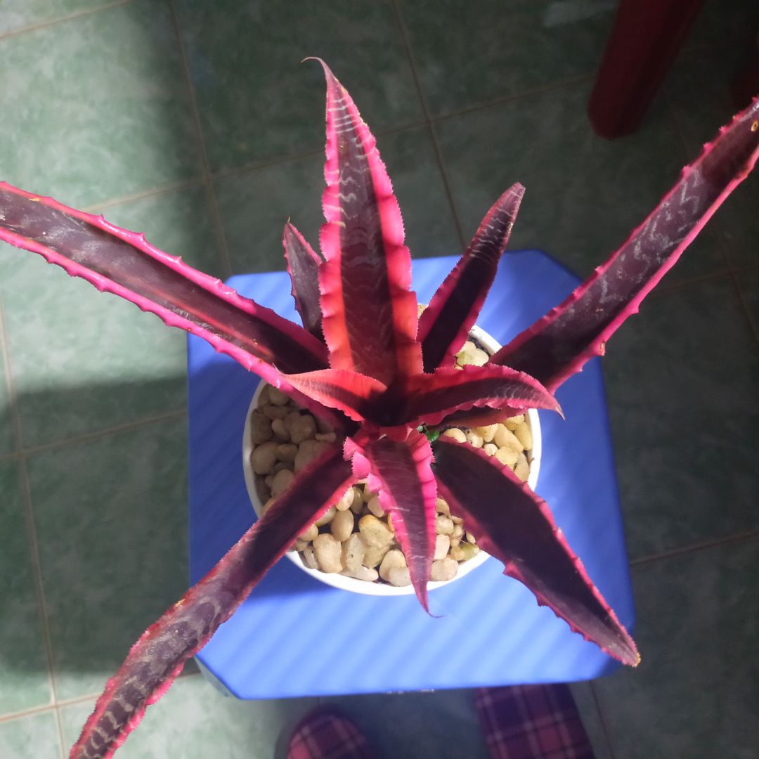 nhận: cây rất khỏe và đẹp