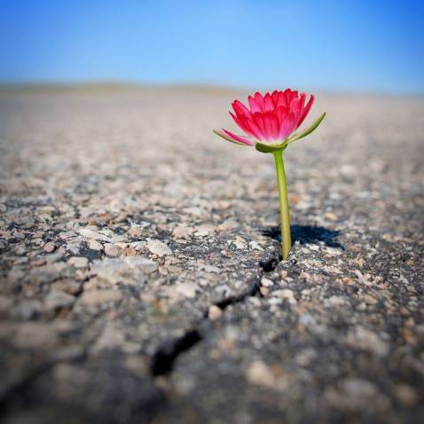 Hạt tươi, cần rang lại 1 lượt mới giòn thơm.