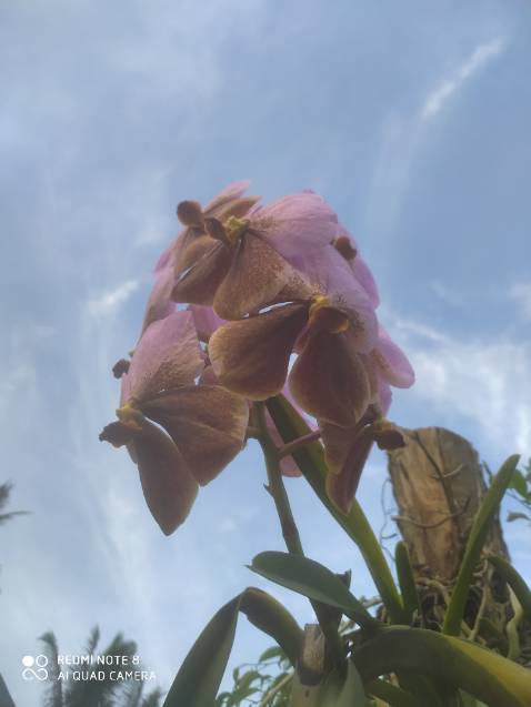 Chưa dùng nhưng mình nghĩ rất ok vì đã sài loại tương tự