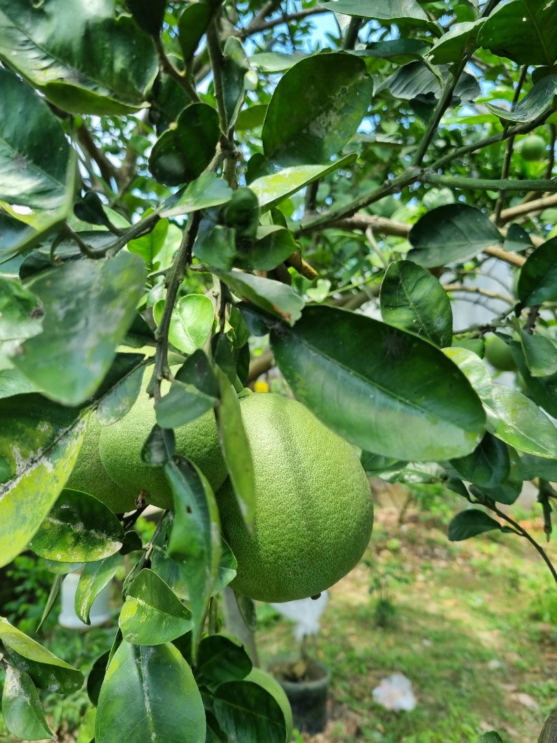 shop giao hàng nhanh, mình mua để ở nhà bố mẹ trồng! chờ thành quả nào! hình ảnh chỉ là cây trong vườn nhà mình thôi nè!