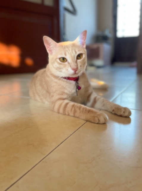 Shop đóng gói đơn nhanh lắm, date xa, tiki giao nhanh. Mà ăn hết pate gòi nên hoy đăng ảnh 3 máy bào pate nhà mềnhhh  🤣🤣