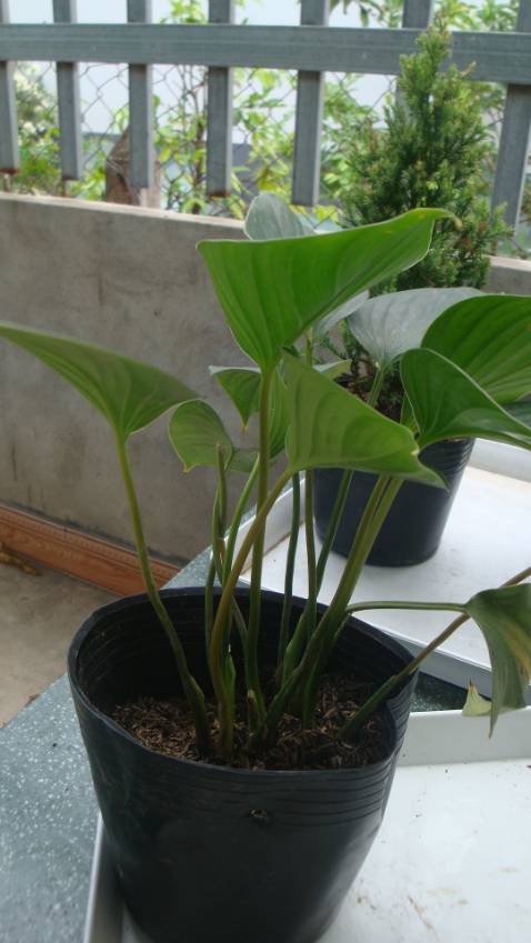 cây không ĐẸP TƯƠNG TỰ như hình mẫu mà chỉ giống clip quay thoai  :)) ... nhận QUÀ TẶNG kèm là bịch phân bón cây BỰ CHÀ BÁ LUN NHA .... chắc phải mua thêm chậu bự vì ẻm mau lớn