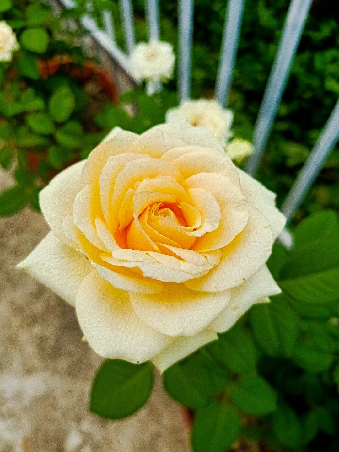 Nước mắm thơm ngon giống như nước mắm ngày xưa nấu,  giao hàng nhanh đóng gói cẩn thận,  xứng đáng 5 sao Nước mắm thơm ngon giống như nước mắm ngày xưa nấu,  giao hàng nhanh đóng gói cẩn thận,  xứng đáng 5 sao