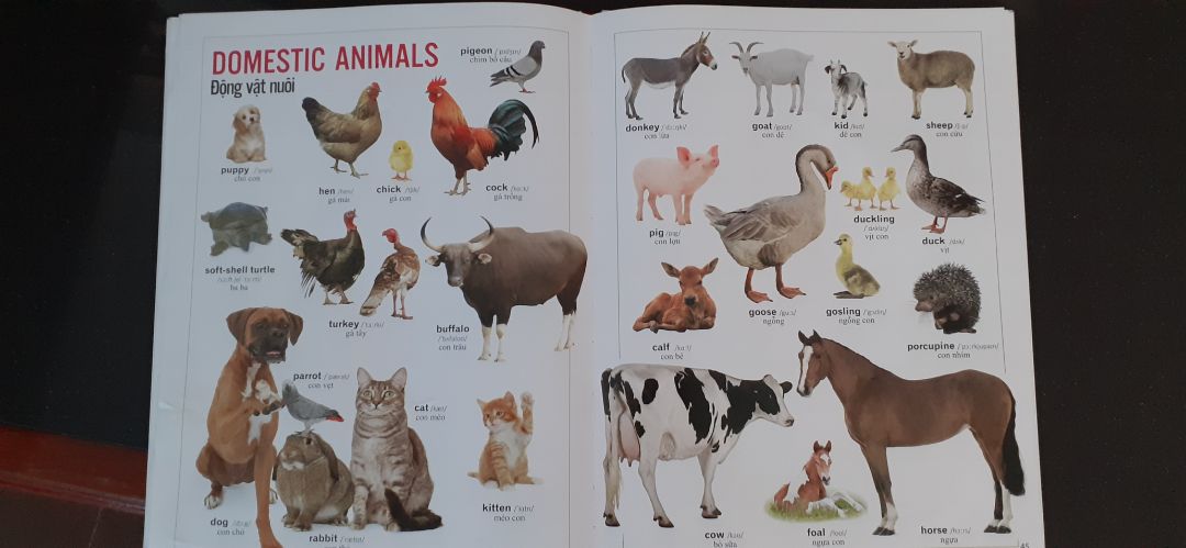 Cuốn sách này mình mua cho cháu tuy nhiên mình còn thích hơn cháu mình?. Sách dày đầy đặn và đặc biệt là còn có đĩa tiện cho việc học.