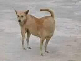 sản phẩm dao xịn lắm nha mọi người, dao bén, nhẹ và đẹp lắm nha