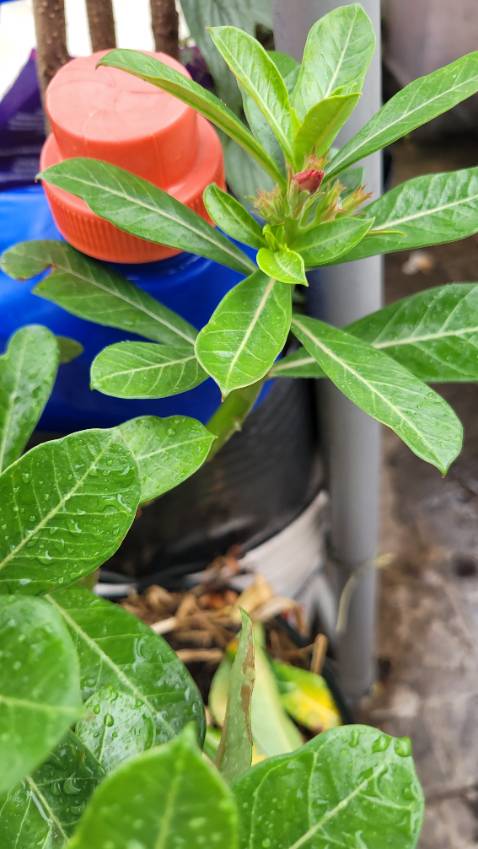 Cây ko giống màu.Chọn mua cây màu vàng nhưng giao cây màu đỏ hay hồng gì đó.Lúc giao cây trơ trụi không có lá chỉ được gốc cây.Trồng mãi mới ra hoa.Hoa ra rồi THẤT VỌNG QUÁ