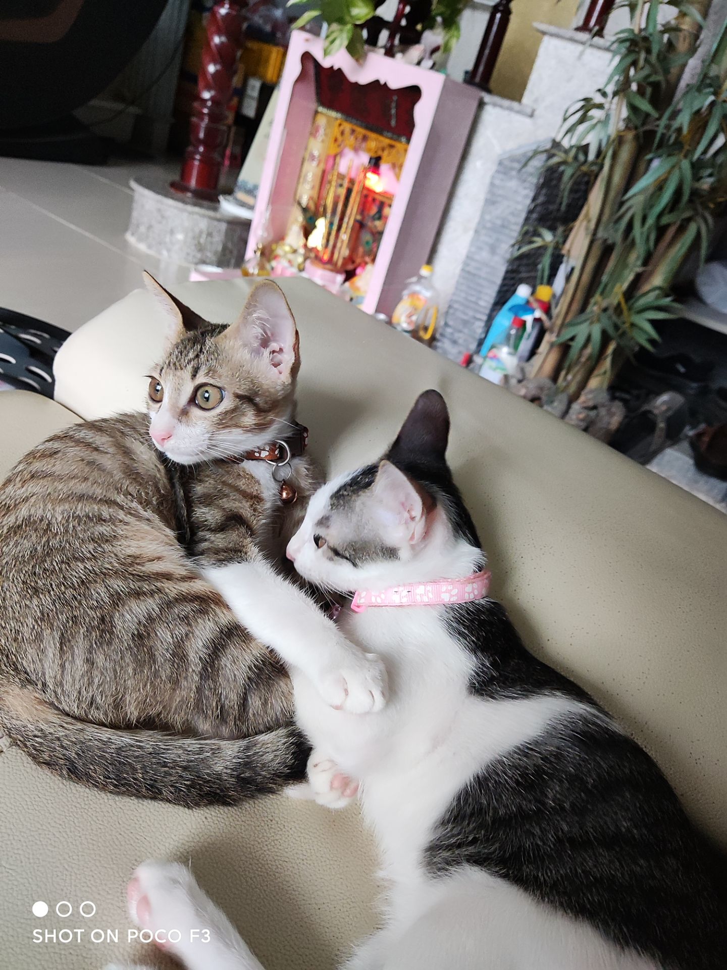 đẹp, bé mèo đeo vào cổ rất dễ thương