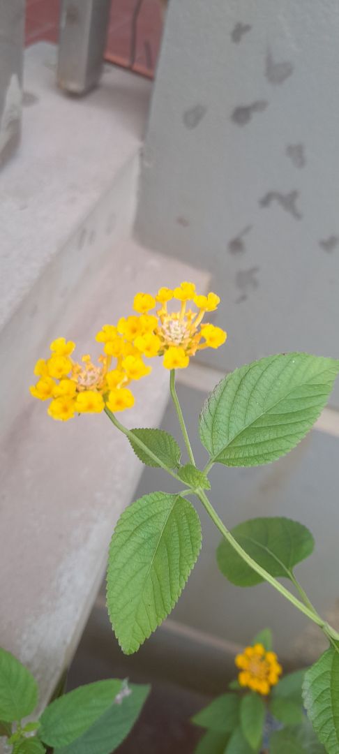 mình đang uống chưa thấy cải thiện rõ rệt thêm thời gian nữa ạ. Vận chuyển đóng gói ưng ý