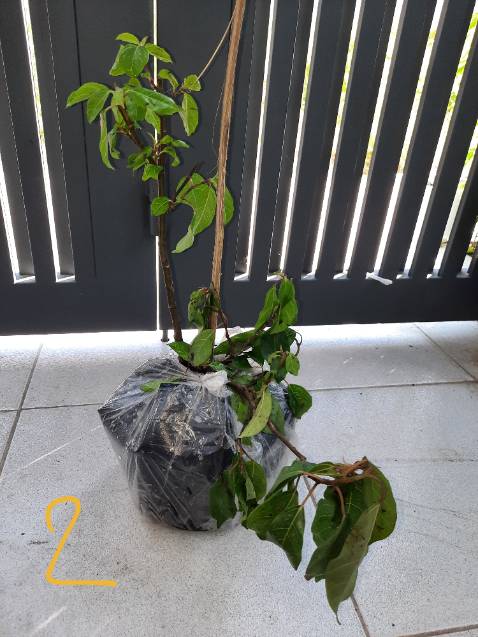 Thời gian giao hàng nhanh, đóng gói cẩn thận, đến nơi cây vẫn còn tươi xanh nhưng tiếc là gãy mất 1 cành lớn. Cây hơi nhỏ không biết khi nào mới có trái nhưng vẫn đánh giá 5 sao. Hy vọng cây sẽ phát triển tốt cho ra trái đẹp.