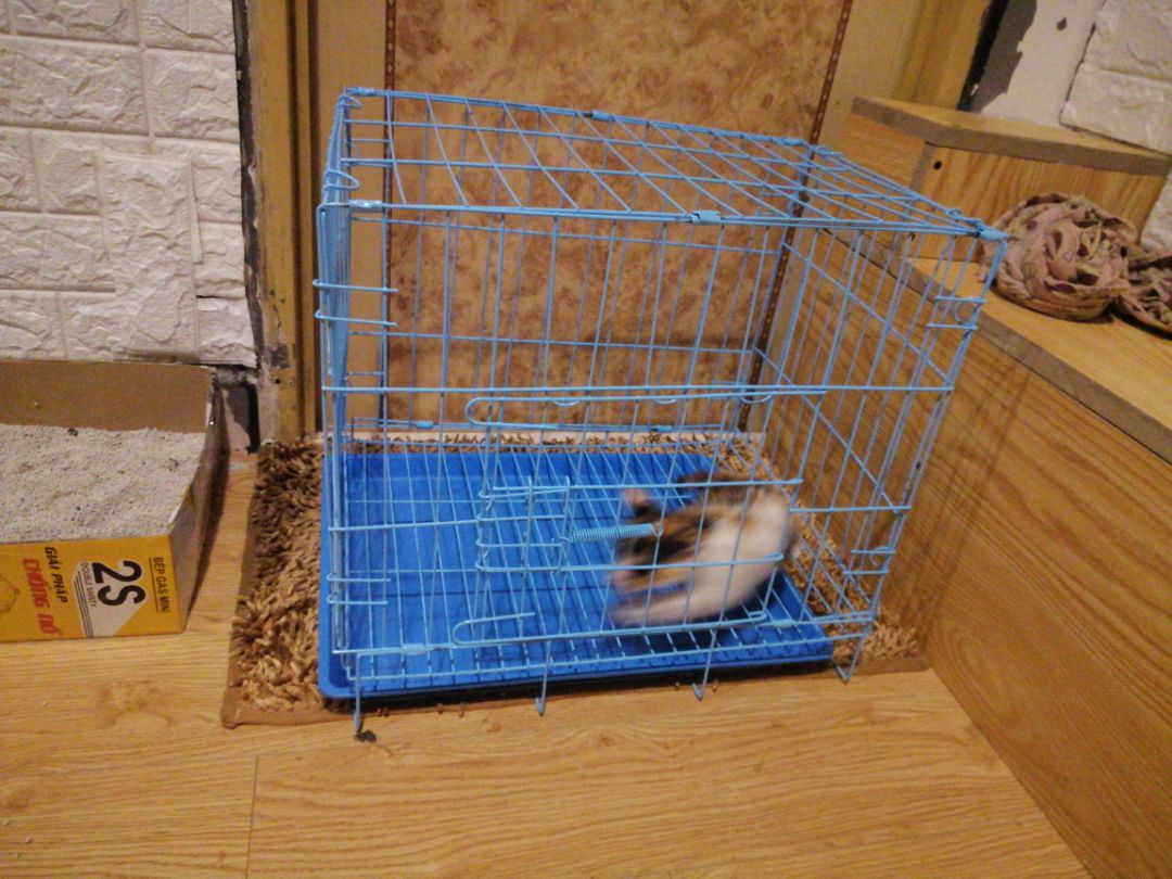 Không giống ảnh mô tả ,nang khá rộng , kh có đồ xách . Khay hứng ở dưới kh có gì cố định lại, bị cong yếu không khớp . Thất vọng Không giống ảnh mô tả ,nang khá rộng , kh có đồ xách . Khay hứng ở dưới kh có gì cố định lại, bị cong yếu không khớp . Thất vọng