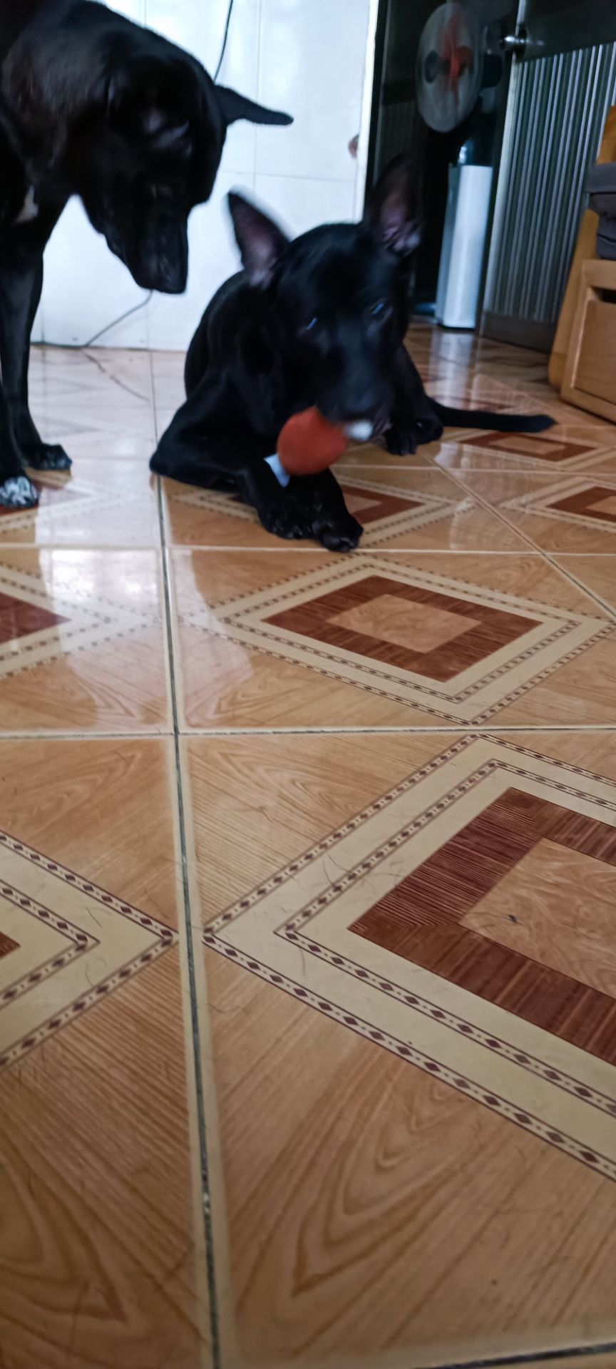 giành nhau quá trời