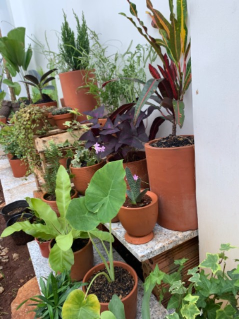 Cây đẹp, tươi, nên mua nhé ace