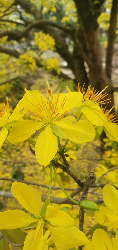 Đã mua lần 2, sản phẩm tốt, mùi thơm dễ chịu