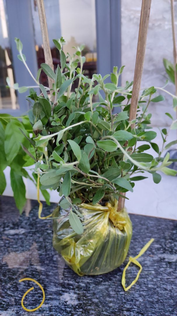 cây đẹp, giao hàng nhanh