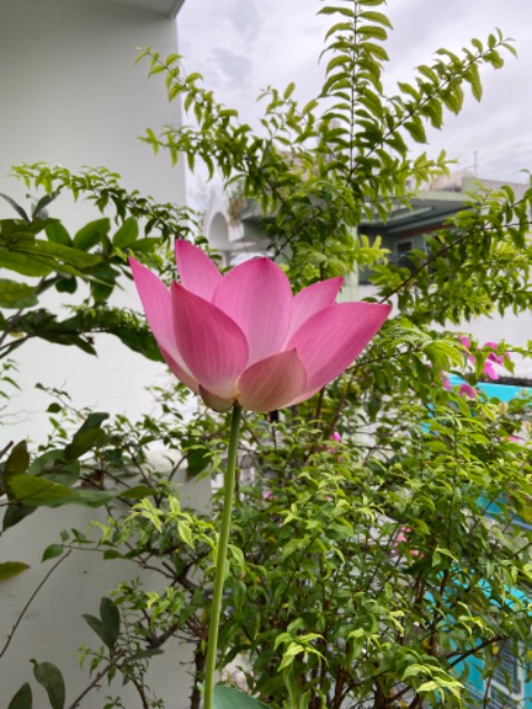 Đã mua Sp của shop nên an tâm về chất lượng.
Tiki giao hàng nhanh. OK Đã mua Sp của shop nên an tâm về chất lượng.
Tiki giao hàng nhanh. OK