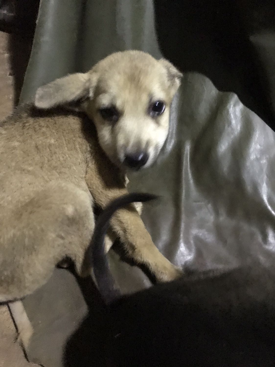 Hàng ok . Trong tầm giá thì vậy là đủ để xem, loại này k có ghi âm với tầm xa hơi mờ nhé mn