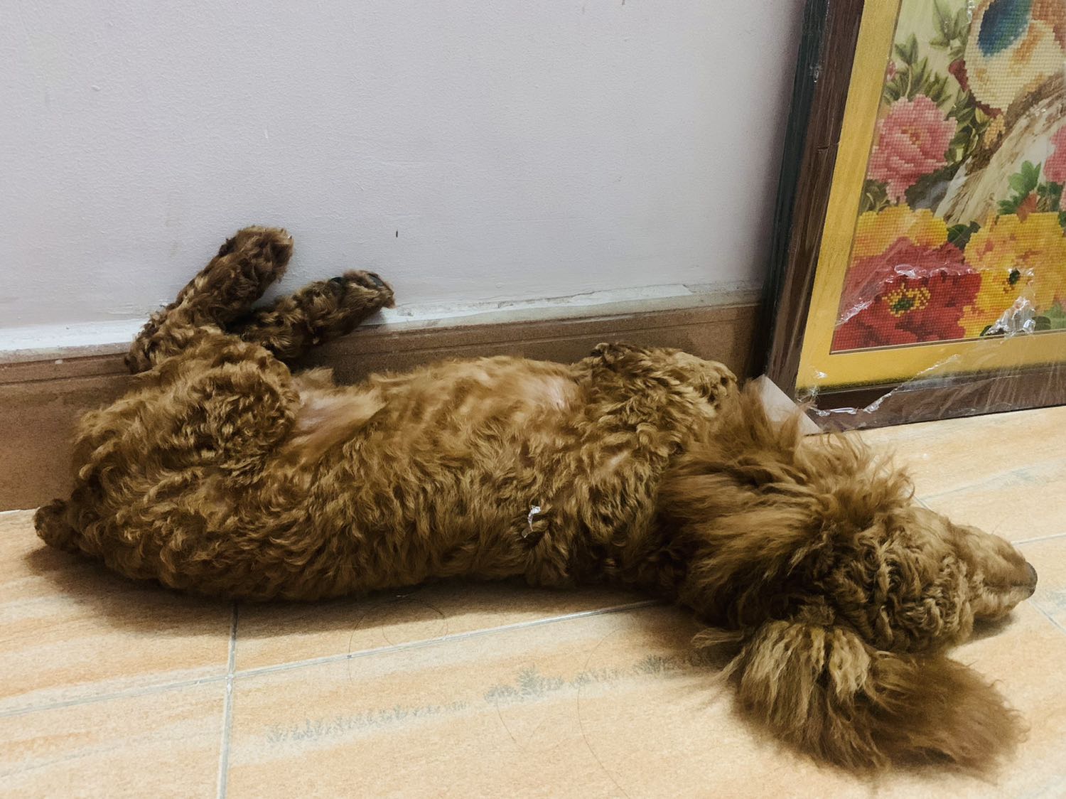 Oki hàng như hình