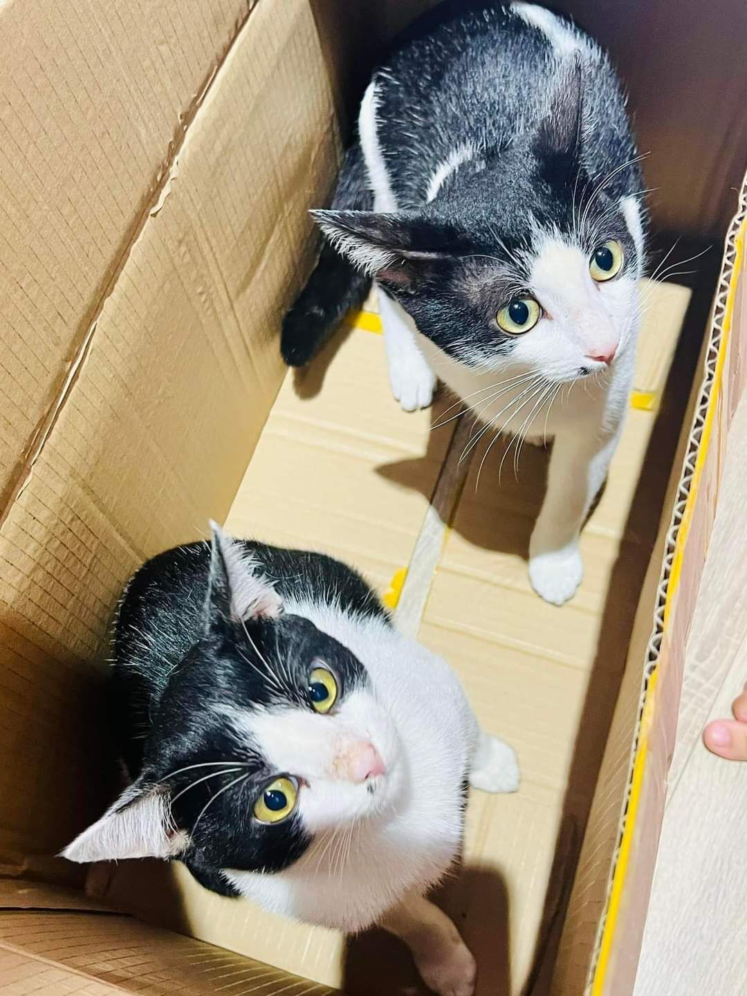 Sản phẩm tốt. không liên qua lắm nhưng gần đây shipper cua Smart Logistic làm việc quá ẩu  giao hàng trễ khiến bị hủy đơn. mình mua 2-3 đơn đều hủy do shipper tiki ko biết cách giao hàng. Sắp tới minh mình sẽ ko mua hàng qua Tiki mà liên hệ nhà bán trực tiếp. Tiki ko giao được thì giao cho J& T làm như trước kia thì ổn hơn.