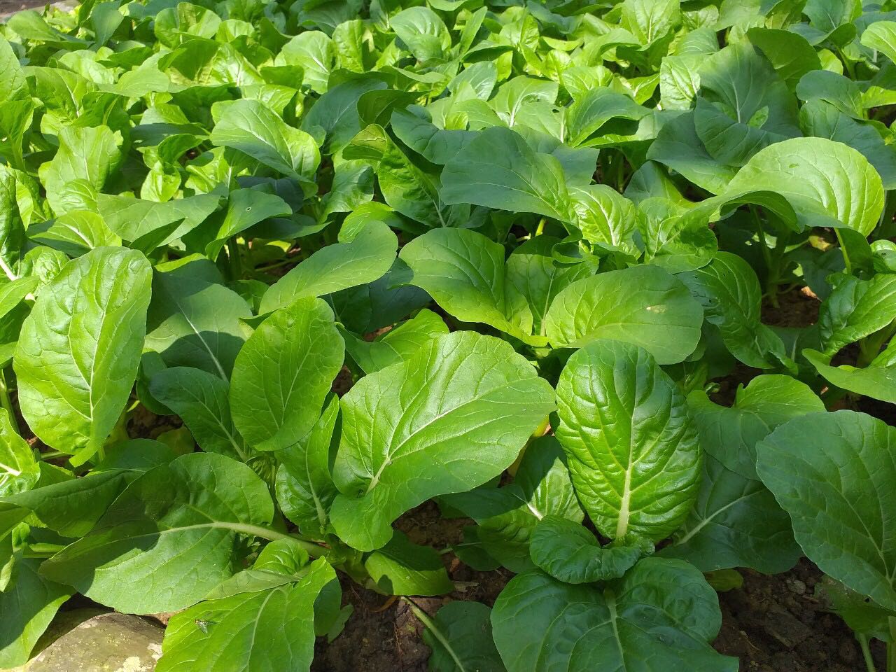 Hạt giống nảy mầm tốt (>90%) bón thúc phân nên rất tươi tốt, Tết này ẩn rau sạch thả ga