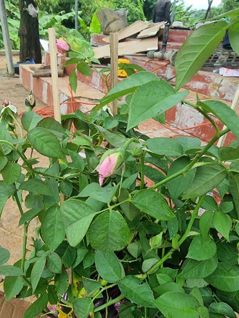 Giao đúng cây nha mọi người, đóng gói cẩn thận. Nên ủng hộ shop này