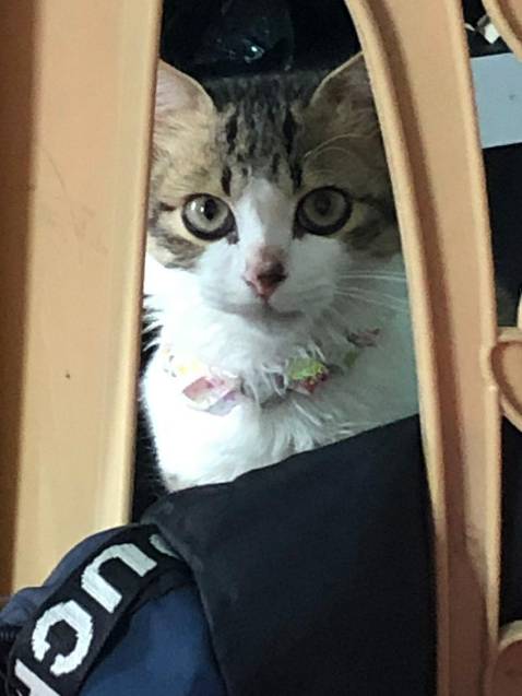 Giao hàng nhanh mọi người lén mua nha hic