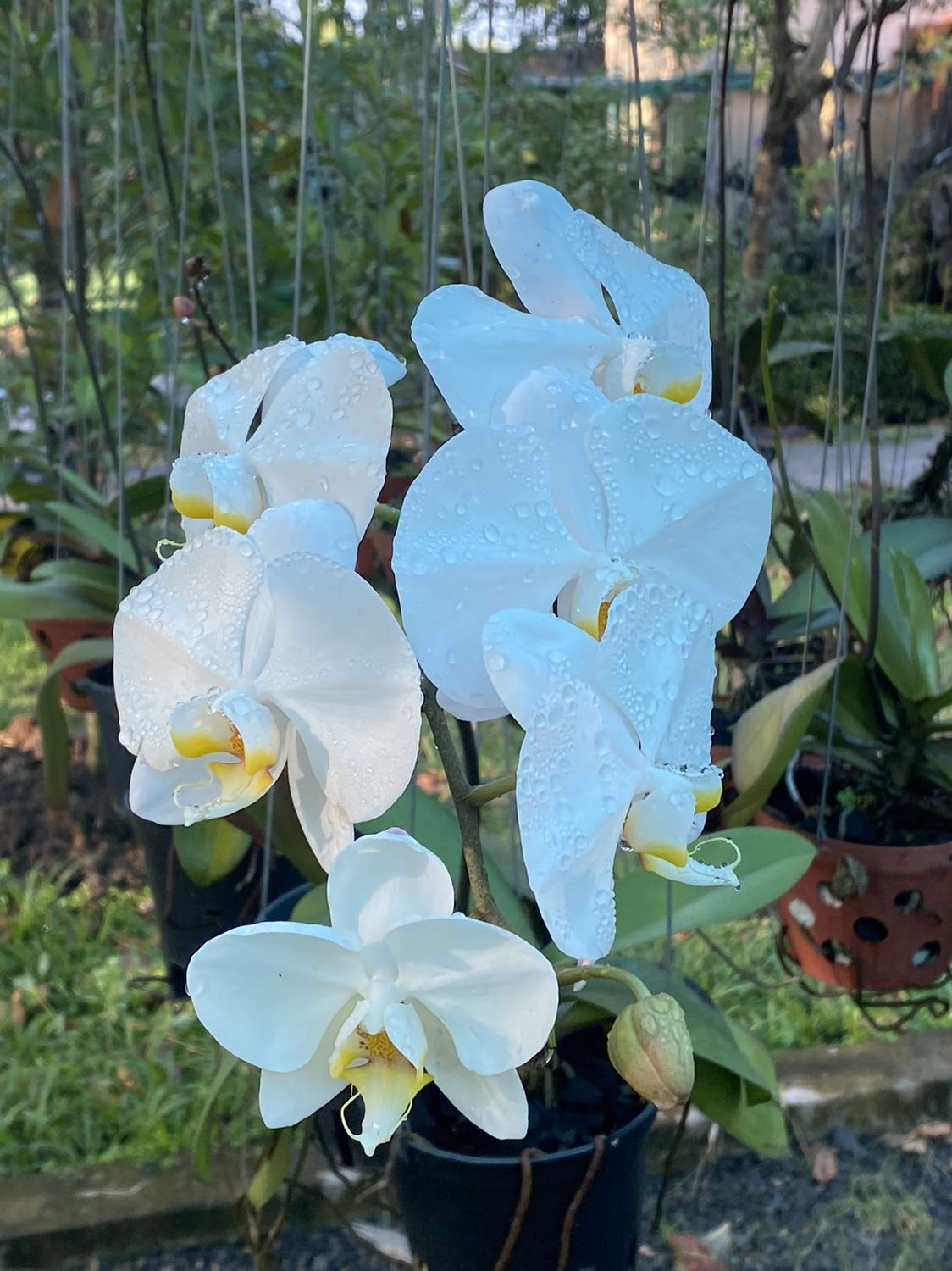 Sản phẩm oke, đẹp. Shop đóng gói cẩn thận, giao hàng nhanh.