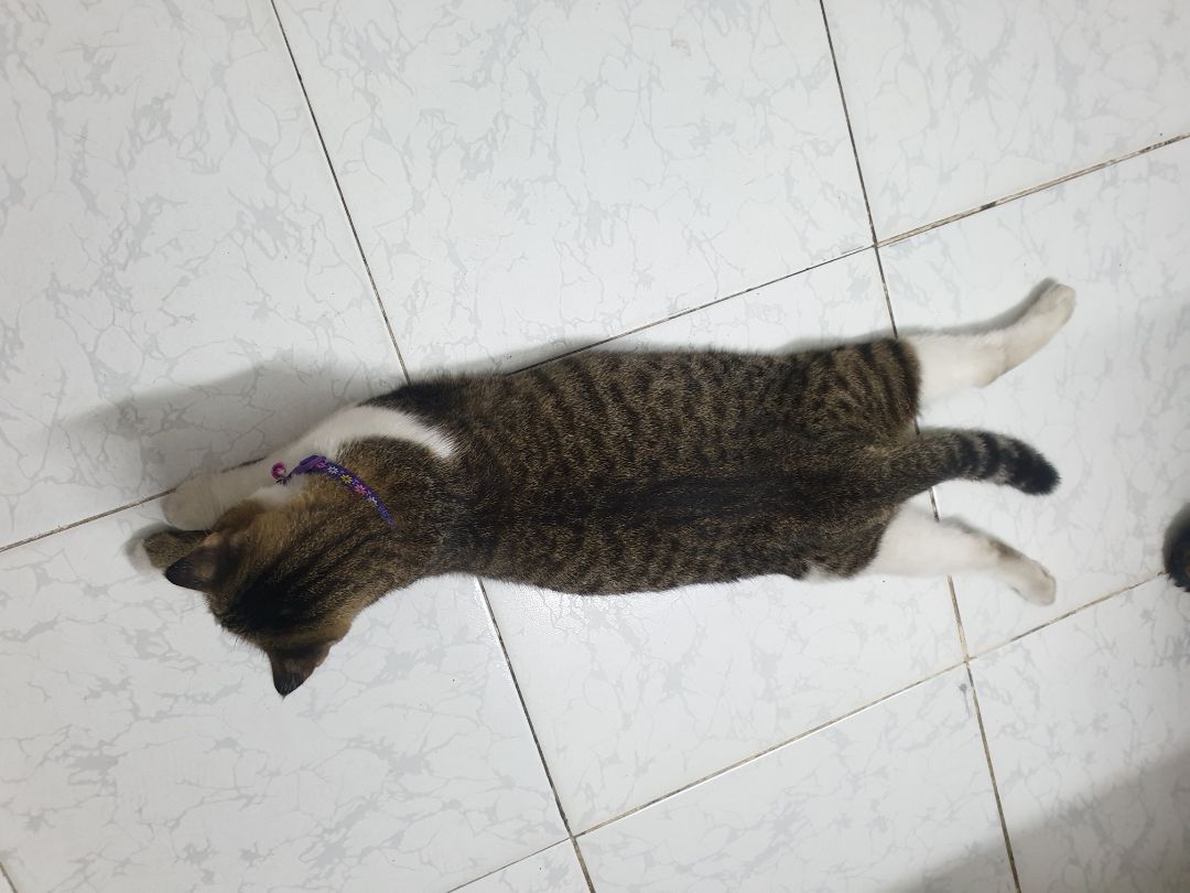 sản phẩm giao đúng đơn hàng, mèo nhà mình thích loại này.