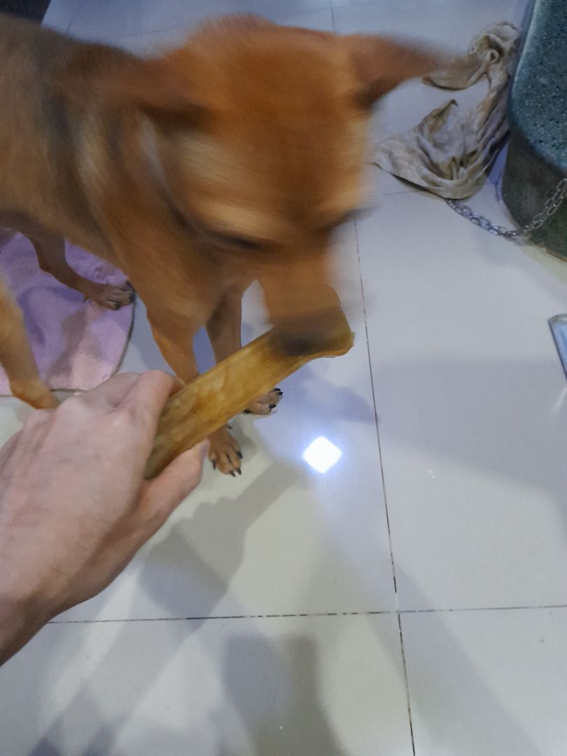 Thêm một lần nữa, Tiki giao hàng sớm hơn dự kiến nên tui, là khách hàng, hài lòng về tác phong này lắm. Xương được đóng gói kỹ, bọc nylon sạch sẽ, lúc mở ra thơm lừng mùi bò. *** nhà tui mê lắm, cắn nãy giờ. Kết: cho 5/5 sao