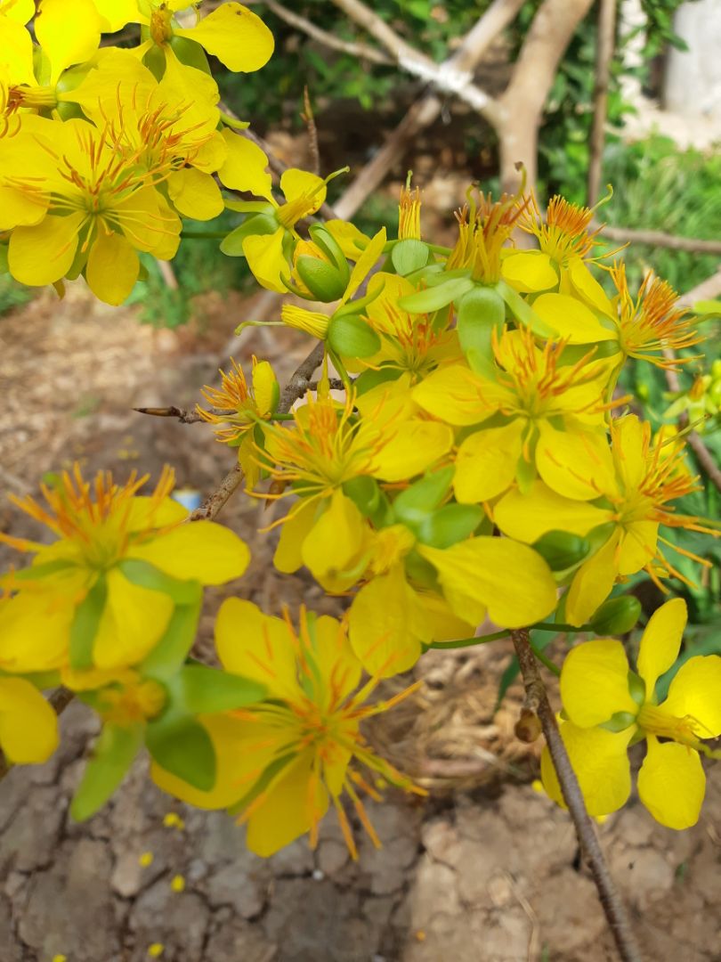 đẹp chất lượng tốt....hình ảnh chỉ mang tính chất hợp lệ..