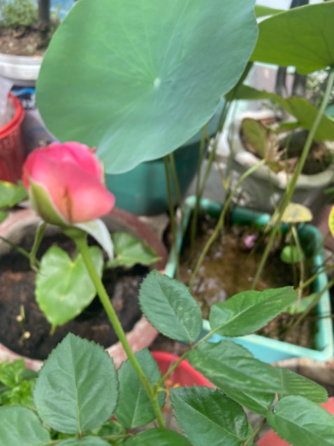 Màu đẹp (như ví da mình đã mua), may tinh tế, phụ kiện đi kèm chuẩn. Tiki giao hàng nhanh OK luôn