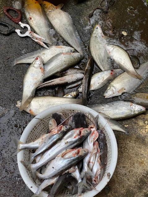 Giao hàng nhanh mọi người lén mua nha hic Giao hàng nhanh mọi người lén mua nha hic