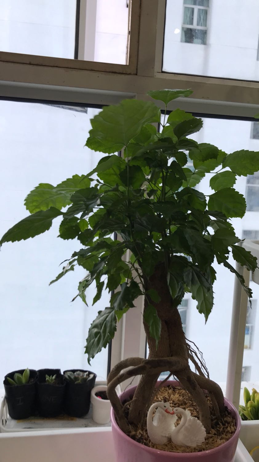 Cây đẹp lắm nha. Giao hàng tầm 1 tuần do dịch, chậu nhựa nên bị vỡ nhưng cây vẫn xanh tốt.
