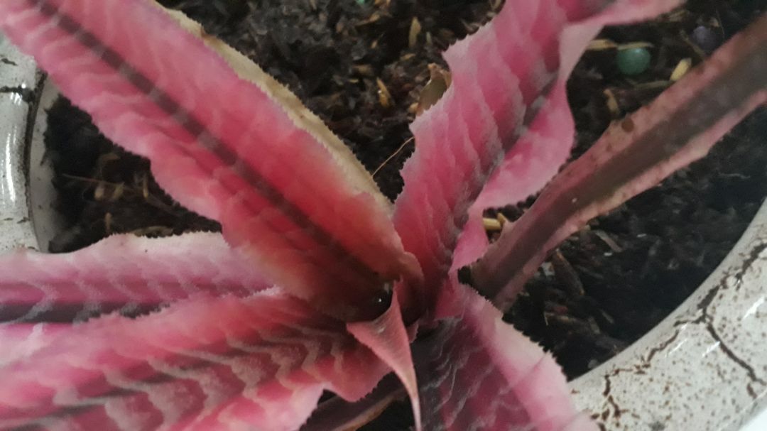 cây này hơi nhỏ maya lâ dưới bị thối rồi. Nhưng cây vẫn khỏe okela