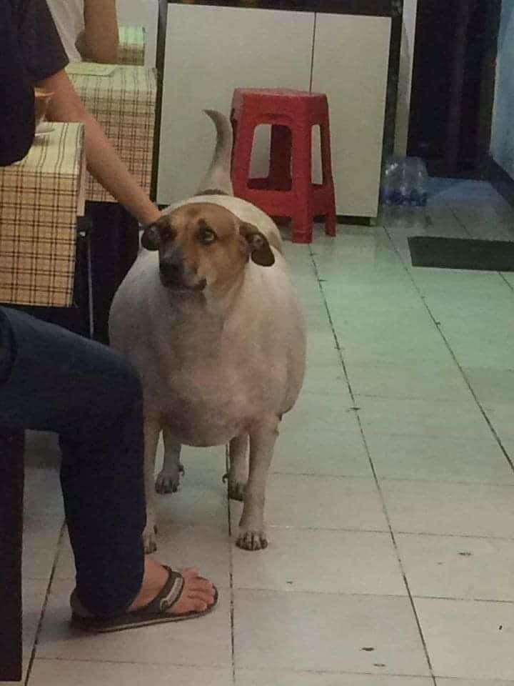 hàng đẹp, tranh vẽ siêu xinh, giá rẻ, bìa cứng lấp la lấp lánh