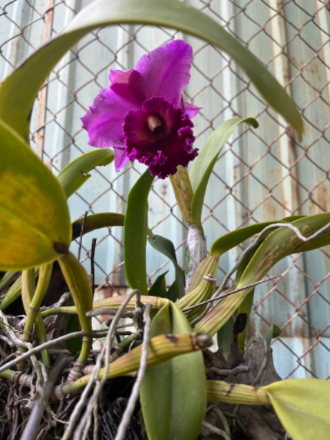 Hàng dùng ok đấy