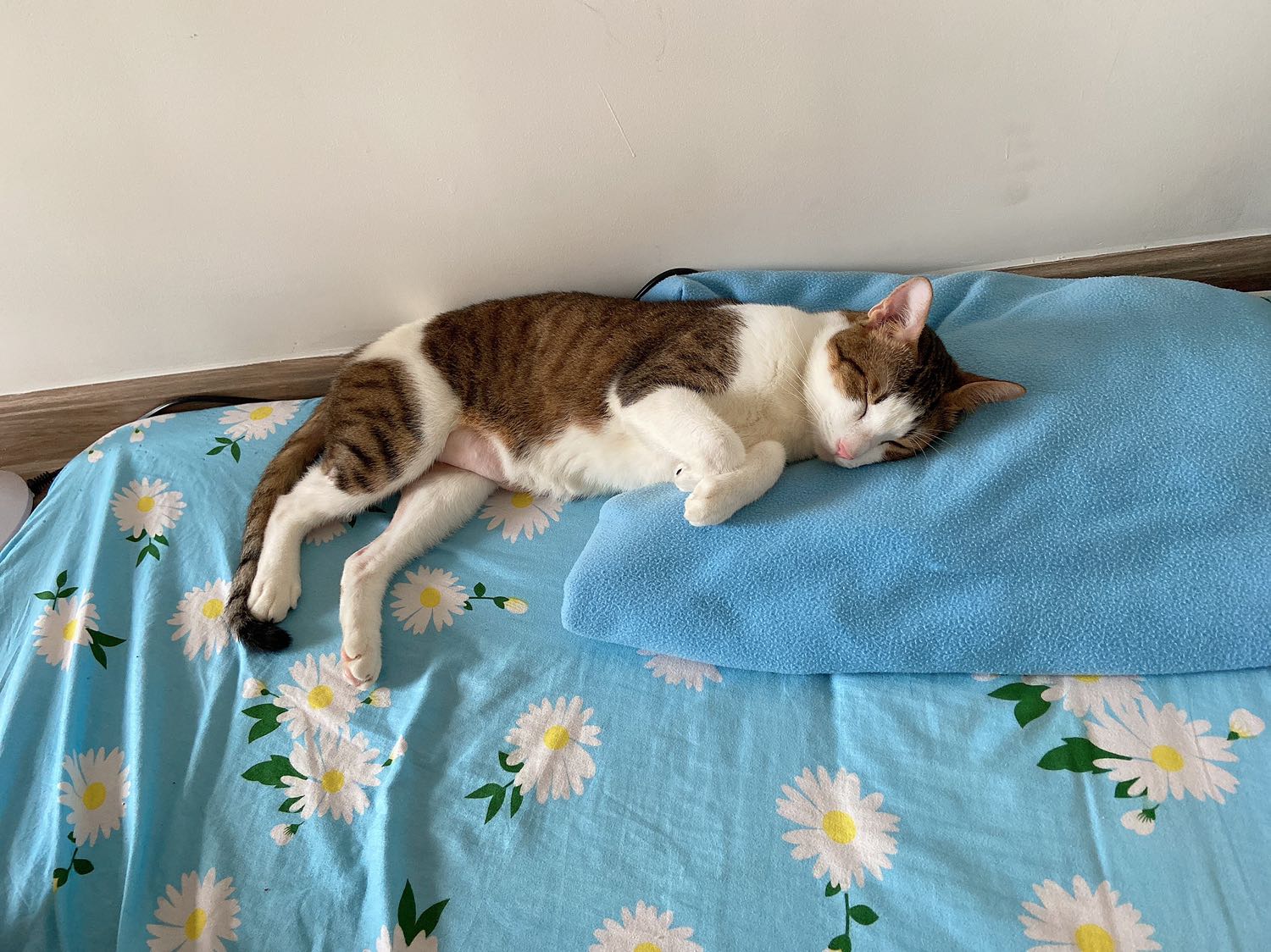 Mèo mình rất thích ăn hạt này. Nghe nói Giống mèo ta thích Catsrang hơn các loại khác. Ai nuôi mèo ta thì nên mua nha. Mèo mình rất thích ăn hạt này. Nghe nói Giống mèo ta thích Catsrang hơn các loại khác. Ai nuôi mèo ta thì nên mua nha.