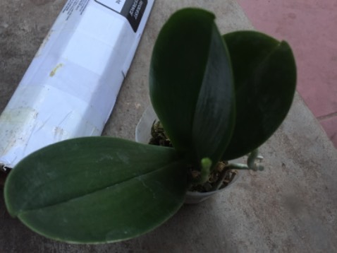 Lan y như thật tuyệt mình thích lắm