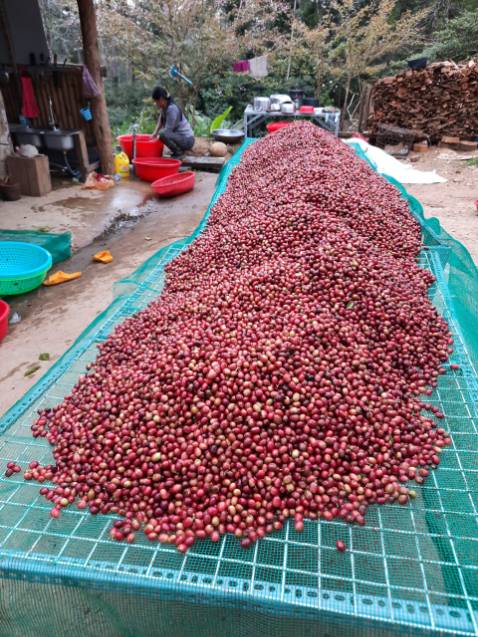 Đây là sản phẩm cao cấp của trang trại cà phê aeroco coffee. Họ thu hái trái chín 100%, sơ chế và bảo quản cầu kỳ nên chất lượng cà phê của phin giấy rất cao, hương thơm nhẹ nhàng, rất phù hợp với tôi.