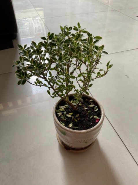 Tạm chấp nhận ,gần như quảng cáo