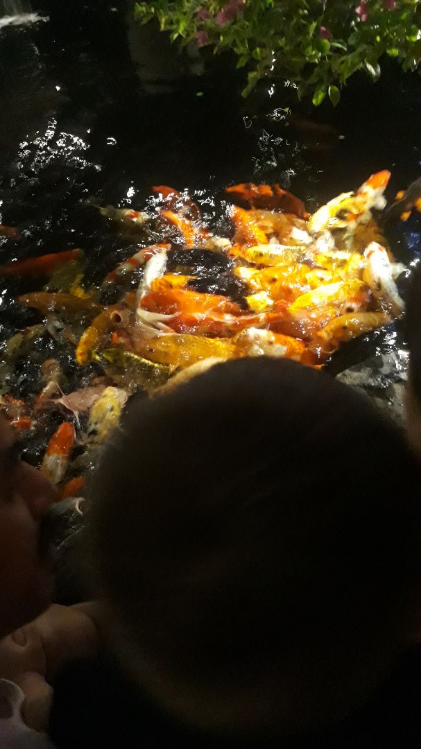 sp ok giống trên hình nhưng mik thấy giao hàng hơi lâu nhg ko sao
mik mới tập vt nên chx giám chịp chữ nhg sp tốt ai mà muốn tập vt nhg ko có nhiều tiền thì mik kk nên mua nha❤❤❤❤