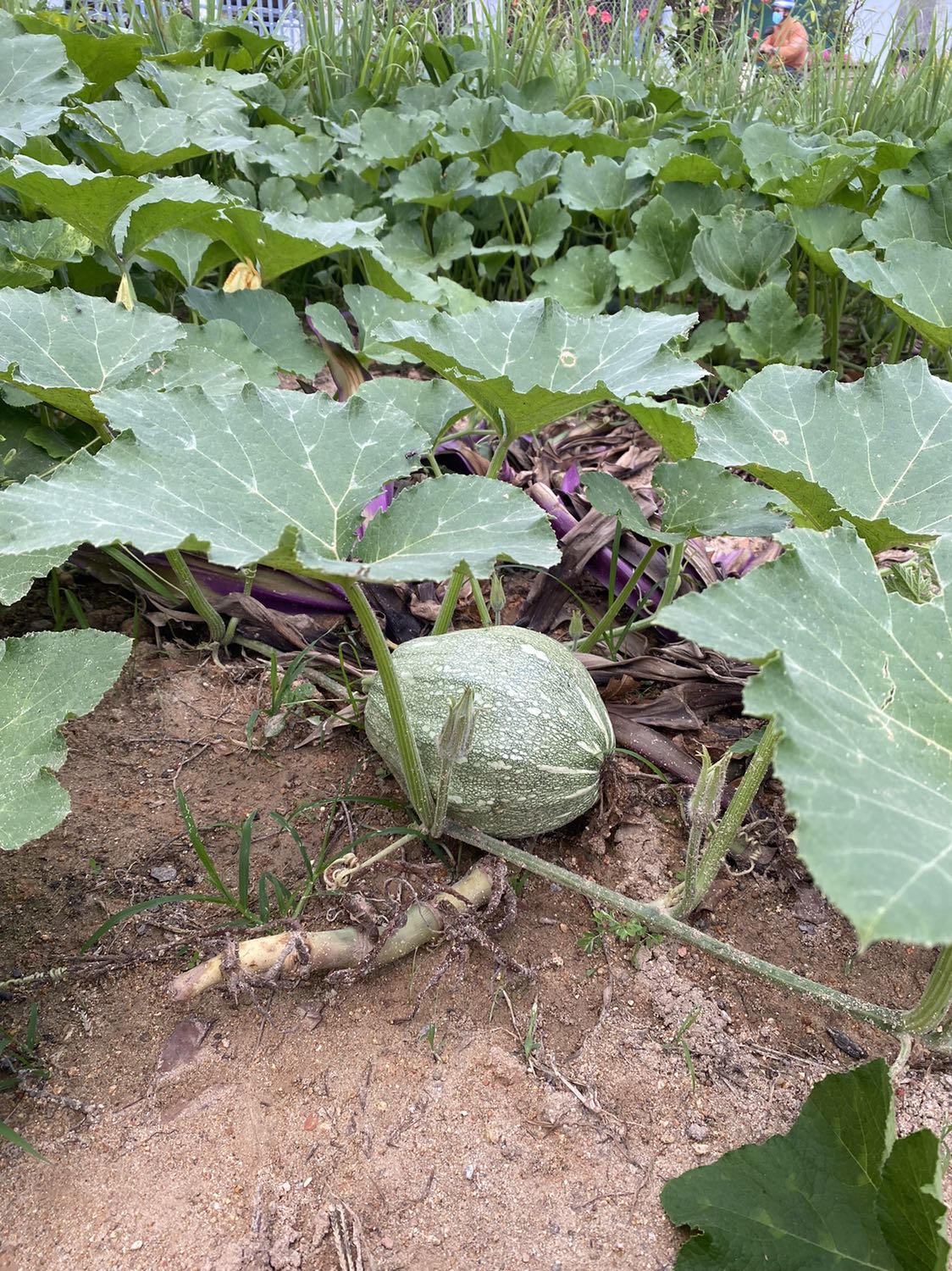 Đợi thợ qua tháo lắp lêu lầu hơi lâu