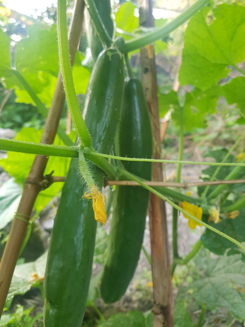 giống rất chất lượng,trái rất nhiều và to,dễ trồng