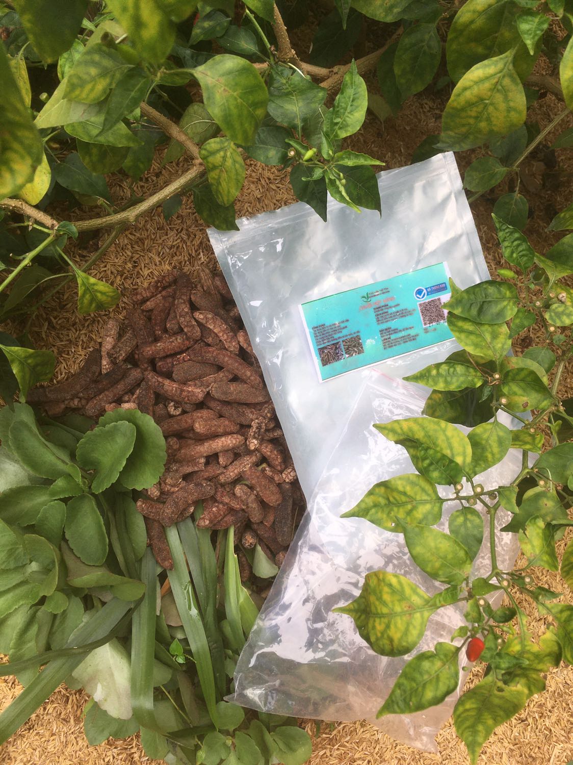 Có một video không thể đăng lên về những chú mọt và những ấu trùng béo ú bên trong những quả chuối hạt khô. Sau 10 ngày nhận hàng, mình đành chuyển từ thuốc uống sang phân bón thô cho gốc ớt sau nhà. Từ bỏ sát sinh, từ bỏ đơn hàng 605k đáng thất vọng.
Đề nghị tiki và shop bán hàng cho phép đồng kiểm những mặt hàng thiết yếu. 
Từ giờ mình sẽ chỉ mua hàng khi được phép đồng kiểm.