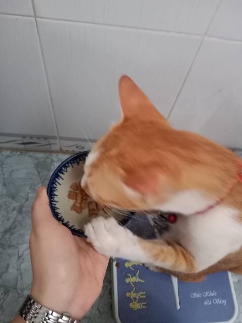 Giao hàng nhanh. Lúc kiểm hàng có chút vấn đề, nhưng shop đã nhanh chóng khắc phục khi mình nhắn tin. Lần đầu dùng hiệu này, mùi không quá nồng, nhưng hơi cứng, trộn với minino thấy mèo mình ăn cũng khá ổn. Nhưng hơi cận date.