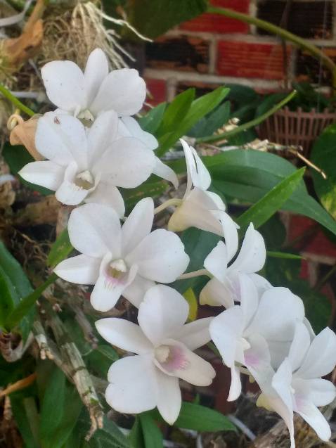 Như mua ở hiệu sách. Tiện thể thì mua lun